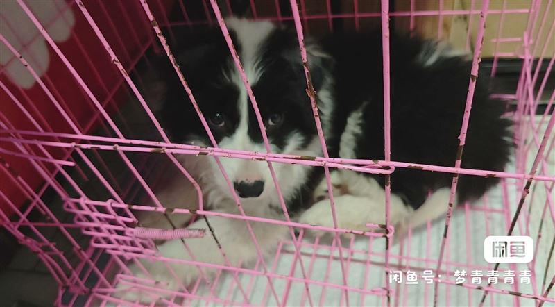 边牧黑白4个月三针疫苗一打还有一支狂犬可以送还有大笼子鲁权屯镇后九屯村自提